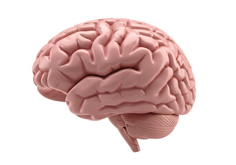 Human brain isolated on transparent background