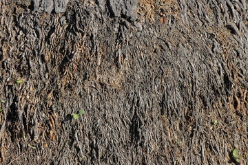 Tree bark texture background. Tree bark texture background. Tree bark texture. Tree bark background.