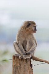 Vervet Monkey Kissama National Park Angola Luanda