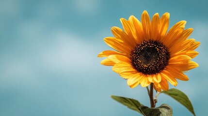 Obraz premium Vivid yellow sunflower in full bloom with a clean blue sky background symbolizing summer positivity and nature beauty.