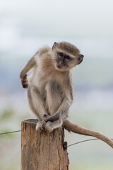 Vervet Monkey Kissama National Park Angola Luanda