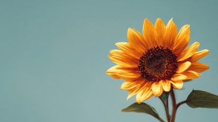 Obraz premium Vivid yellow sunflower in full bloom with a clean blue sky background symbolizing summer positivity and nature beauty.