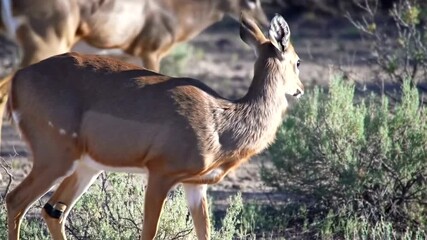 A young deer grazes in a dry, brushy field with sparse vegetation and a blurred background