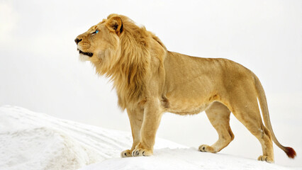 A majestic lion standing on a snowy surface looking towards the left with a light background behind it