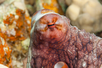 Egypt, Dahab, Fisheye of Common Octopus (Octopus vulgaris)