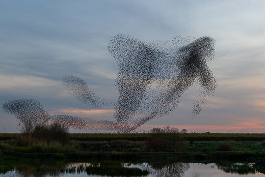 Starling murmuration. A large flock of starlings (Sturnus vulgaris) fly at sunset just before entering the roosting site in the Netherlands. They make big clouds to protect against bords of prey.