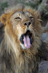 Lion (Panthera leo) male hanging around in a Game Reserve in the Tuli Block in Botswana