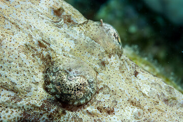 Egypt, Dahab, Crocodilefish (Cociella crocodila)