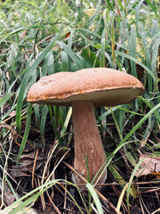 Detail shot of amazing edible mushroom (Boletus reticulatus) commonly known white mushroom.