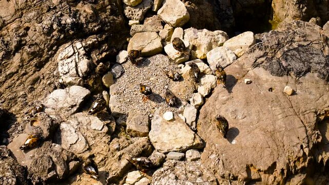 Flock of ruddy turnstone birds (Arenaria interpres) on coastal rocks by the sea, top view
