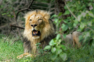 Lion (Panthera leo) male hanging around in a Game Reserve in the Tuli Block in Botswana