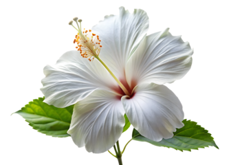 Elegant Single White Hibiscus Flower – Subtle – Isolated on White Background – PNG – GENERATIVE AI