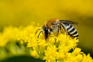 Gemeine Seidenbiene auf der Goldrute