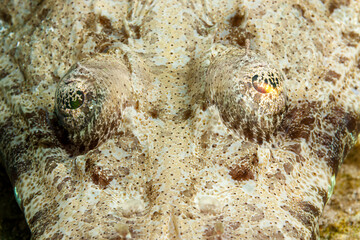Egypt, Dahab, Crocodilefish (Cociella crocodila)