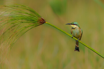 Little bee-eater (merops pusillus) hunting on the riverbank of the Chobe River in Chobe National Park in Botswana