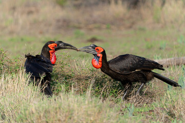 Southern Ground Hornbill (Bucorvus leadbeateri; formerly known as Bucorvus cafer) transporting a prey in Kruger National Park in South Africa