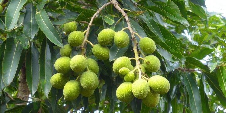 Vibrant green breadfruit hanging from a tree branch in the sunlight.