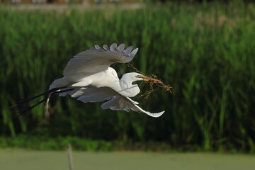 Egret in Flight with Nesting Material