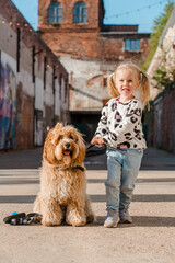 Little child girl with cute curly brown dog breed poodle or labradoodle at a brick wall on the street