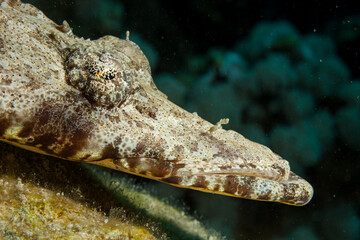 Egypt, Dahab, Crocodilefish (Cociella crocodila)