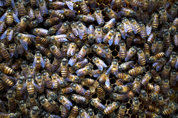 Close up of honeybees (Apis mellifera) on a honeycomb, honey bee nest
