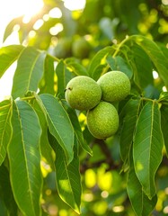 Unripe Walnuts on Branch, Sunlight, Orchard