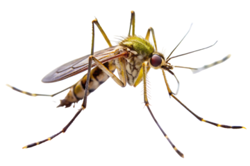 Mosquito – Isolated on White Background – PNG – GENERATIVE AI