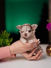 Chihuahua Puppy Sitting on a white table near a bouquet of flowers. Cute domestic pets