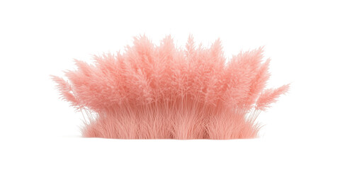 pink grass isolated on white,pink reed plants isolated on transparent background