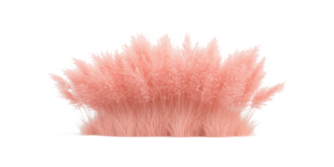 pink grass isolated on white,pink reed plants isolated on transparent background