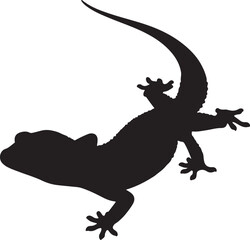 African Fat Tailed Gecko in silhouette white background.