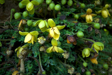 Kepel fruits or burahol (Stelechocarpus burahol) flowers, on the tree trunk, selected focus