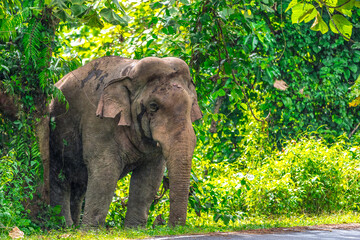 Fototapeta premium Its body is gray, its snout is called the trunk. The trunk of the Asian elephant has only one beak. Nakhon Ratchasima, Thailand.