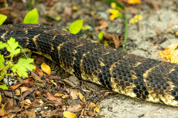 Beautiful markings of a Timber Rattlesnake as it disappears into the weeds