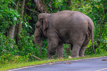 Obraz premium Its body is gray, its snout is called the trunk. The trunk of the Asian elephant has only one beak. Nakhon Ratchasima, Thailand.