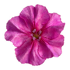 Naklejka premium Detailed macro shot of a bright pinkish-purple png
