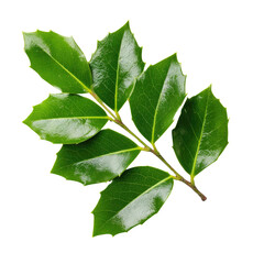 Obraz premium A sprig of vibrant green holly leaves with serrated edges, isolated on a transparent background. background removed