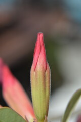 A close-up of a pink and green flower bud, with a fuzzy texture, poised on a stem against a soft,...