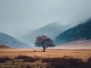 Solitary Tree in Foggy Mountain Field