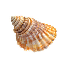 Fototapeta premium Set of Realistic conch seashell with brown and white patterns isolated on transparent background, cut out
