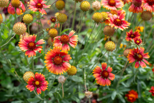 The Gaillardia pulchella also known as fire wheel, Indian blanket, Indian blanket flower, or sun dance flower 