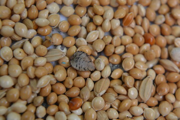 Close-up of mixed millet and grain seeds, natural food background texture for agriculture, farming, and nutrition concepts