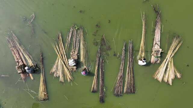 Natore, Bangladesh - 23 August 2025: Aerial view of people in the water with bundles of crops, creating a textured pattern against the green water surface.