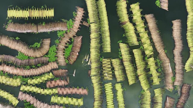 Natore, Bangladesh - 23 August 2025: Aerial view of bamboo rafts floating on the dark, rippled water, interspersed with patches of green vegetation.
