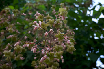 Tahongai, guest tree, Kleinhovia hospita, known as Katimaha, Timoho (Java, Indonesia) pink flowers and seeds