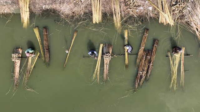 Natore, Bangladesh - 23 August 2025: Aerial view of golden jute stalks soaking in water, creating a textured pattern against the murky water surface.