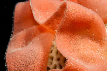 Egypt, Hurghada, Makadi Bay, Eggs of Spanish Dancer (Hexabranchus sanguineus)