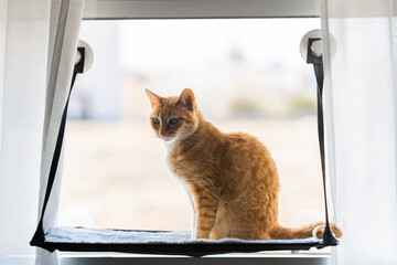 brown tabby cat with green eyes on a hammock by the window
