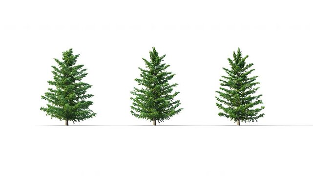 Larix Decidua summer trees swaying in the strong wind. Isolated 3D realistic tree swaying to the wind with alpha matte layer for transparency in the background.