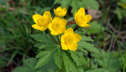 Yellow wildflowers blooming in meadow